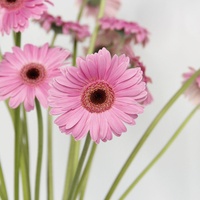 Dounan Hot Jual 50-60Cm Batang Panjang Potong Segar Bunga Gerbera Muda Kelopak Hitam Hati dari Lahan Pertanian untuk Florist Dekorasi