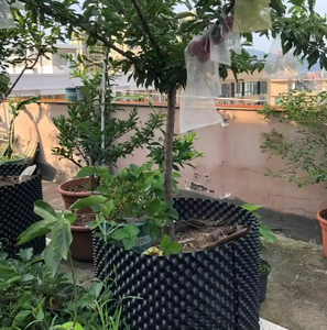 200 galones 10 25 50 100 galones Lavabo grande de control de raíces de aire 100x80cm Plantación de árboles <span class=keywords><strong>Vivero</strong></span> de setos de <span class=keywords><strong>olivos</strong></span> - Product Image 3