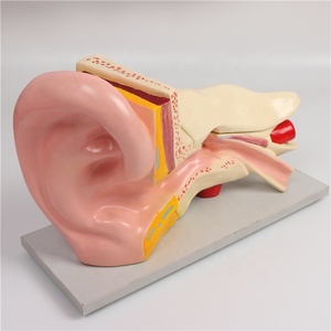 Modelo de Oído Humano Gigante Desmontable, Maniquí para Entrenamiento en Ciencias Médicas, Herramienta Educativa, Material de PVC de Alta Calidad, Verde Médico - Product Image 1