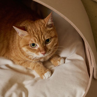 2025 personnalisé moderne luxe chat meubles de haute qualité lit en bois lavable doux flou apaisant chat lit Style classique pour noël