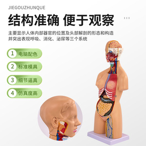 Modèle anatomique de torse bisexuel de 55 cm, 21 pièces détachables ; modèle d'anatomie des organes humains avec organes internes ; adapté pour les études préliminaires - Product Image 3