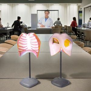 Modelo anatómico de entrenamiento de la Escuela de Medicina, modelo de mama de Anatomía de la ciencia médica, maniquí de silicona y plástico <span class=keywords><strong>para</strong></span> entrenamiento de enfermera - Product Image 5