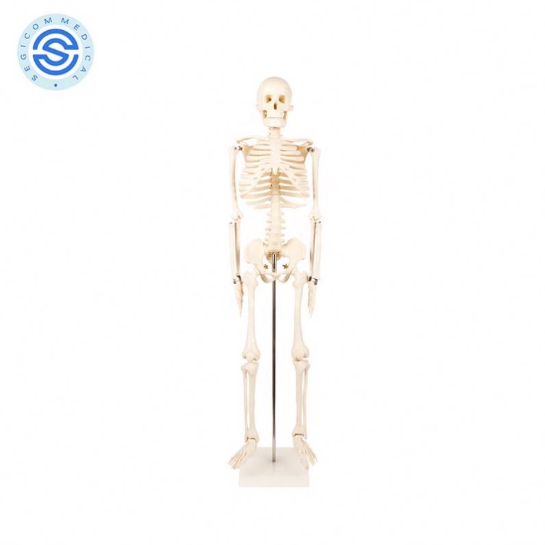 Precision technology человеческий скелет Анатомия человека модель скелета 85 см в медицинской учебной по доступной цене