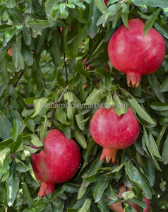 Polvere di Frutta Biologica di Alta Qualità per Integratori Alimentari, Polvere di Melograno Biologica Certificata USDA/EU - Product Image 3