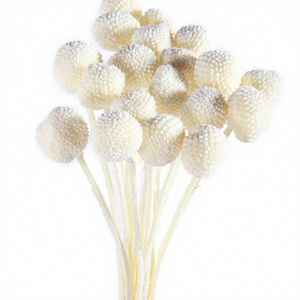 Vente flash : Matériel de bricolage pour fleurs, Craspedia préservée, fleur naturelle réelle, Billy Buttons préservé - Product Image 4
