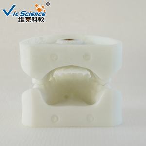 Modèle d'apprentissage pour enfants, modèle de <span class=keywords><strong>dentition</strong></span> en aluminium blanc, dents humaines, anatomie dentaire pour l'éducation scientifique médicale - Product Image 4