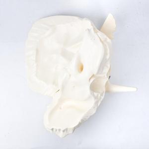 Modello Anatomico Ingrandito del <span class=keywords><strong>Osso</strong></span> Temporoale, Modello di Cranio Smontabile per Osservazione Artistica e Insegnamento - Product Image 5