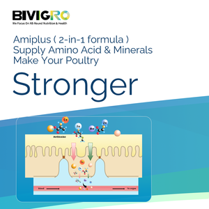 Amiplus Amino Asit Şelatlı Organik Çoklu Mineral Kompleksi Kanatlı Tavuklar, Broiler ve Yumurtacı Tavuklar için Oral Solüsyon Takviyesi - Product Image 3