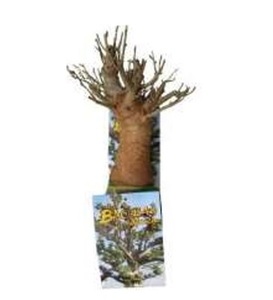 Autocollants magnétiques d'intérieur de haute qualité pour réfrigérateur, motif Arbre Baobab, produits de décoration importés - Product Image 1