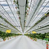 Serre agricole multi-chapelles complète avec système hydroponique NFT pour cocopeat, système de refroidissement et système d'ombrage
