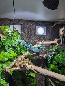 다크 브라운 코르크 사각형, 벽 타일, 사각형 핀보드, 게시판 - Product Image 4