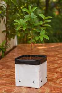 Sacs de culture en plastique noir de 20 L avec trous de drainage, sacs de plantation jetables pour légumes et fleurs - Product Image 4