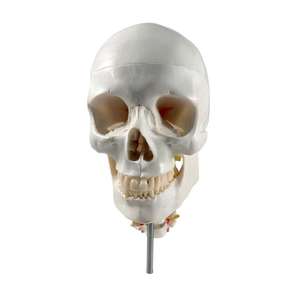 Modelo de Cráneo Blanco de PVC de 3 Partes con 7 Vértebras Cervicales - Herramienta Educativa de Anatomía - Product Image 5