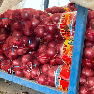 Cebollas Frescas Amarillas/Rojas en Bolsas de 50 kg al por Mayor, Garantía de Recompra del 100% - Product Image 5