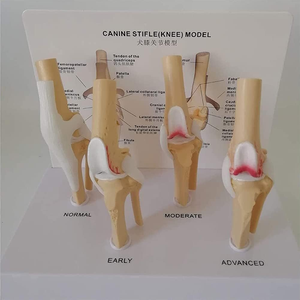 Mascota veterinaria enseñanza SIDA canino femoral rodilla articulación enfermedad 4 etapas modelo de demostración - Product Image 2