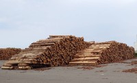 Meilleur prix du bois rond brut de cèdre Hinoki de qualité BC, modèle japonais, pour diverses applications