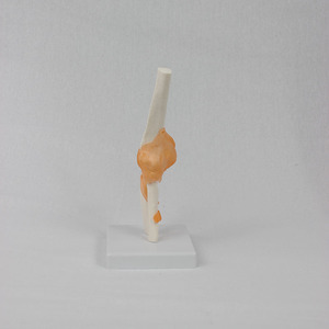 Modèle fonctionnel du ligament du coude ; modèle de squelette humain pour l'enseignement. - Product Image 1