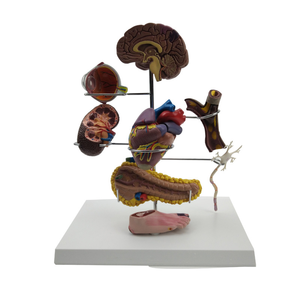 Model Diabetes vaskular berukuran hidup dengan simulasi neuropatik - Product Image 1