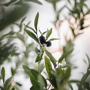 Personnalisable 90cm 120cm 150cm 180cm 210cm 240cm Faux plantes en <span class=keywords><strong>pot</strong></span> en plastique <span class=keywords><strong>olivier</strong></span> artificiel <span class=keywords><strong>pour</strong></span> la décoration intérieure de la maison - Product Image 6