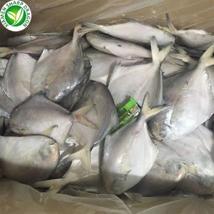 Fujian <span class=keywords><strong>Pomfret</strong></span> สีขาวแช่แข็ง (butterfish) - Product Image 6