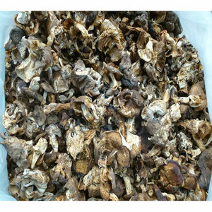 Lyophyllum Decastes, Hongo Silvestre Comestible Puro y Seco, de Bozhou, China, para la Preparación de Pollo Frito, en Venta - Product Image 5