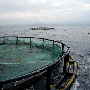 Cage en <span class=keywords><strong>filet</strong></span> HDPE circulaire <span class=keywords><strong>de</strong></span> fournisseur d'or-<span class=keywords><strong>Prix</strong></span> direct d'usine, qualité supérieure pour les pisciculteurs mondiaux - Product Image 2