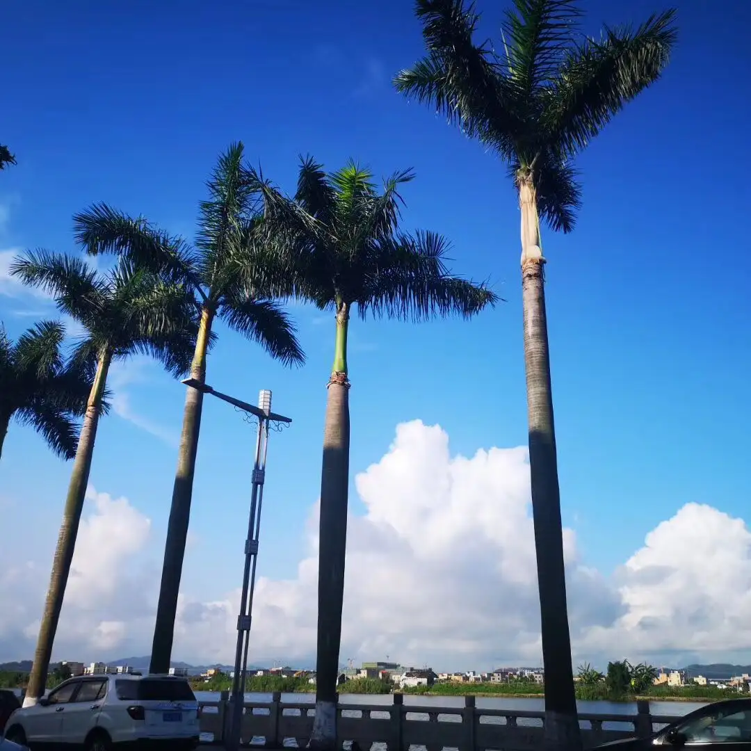 Árbol de coco artificial grande roystonea, palmera, venta al por mayor de fábrica