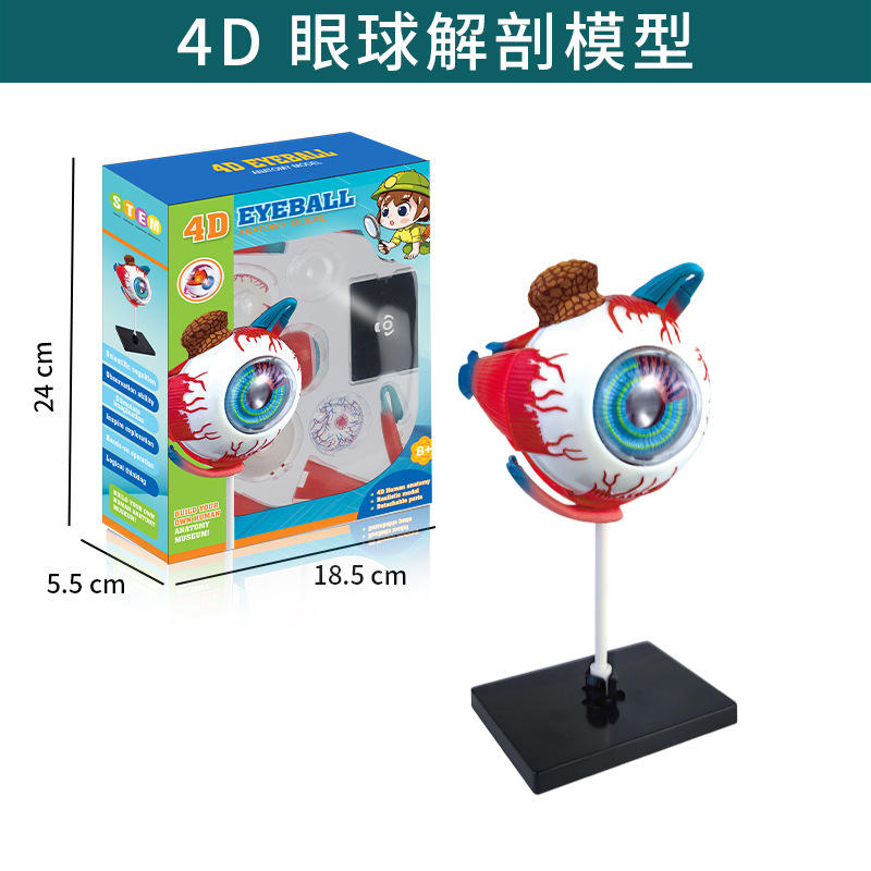 Série corps humain - Modèle globe oculaire - txx-020