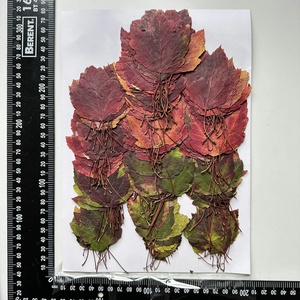 1000 pièces/paquet feuille d'érable des marais série de couleurs d'<span class=keywords><strong>automne</strong></span> feuille pressée pour cadre de peinture <span class=keywords><strong>Photo</strong></span> - Product Image 5