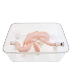 Gastrointestinal Model (üst sindirim sistemi), gastroskop ve <span class=keywords><strong>Duodenoscope</strong></span> gibi ekipmanların muayenesini ve kullanımını destekler - Product Image 2