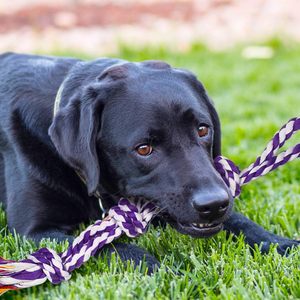 Ensemble de jouets à mâcher durables et personnalisés de luxe pour chiens, ensemble de jouets à nœuds sphériques interactifs pour chiens - Product Image 3