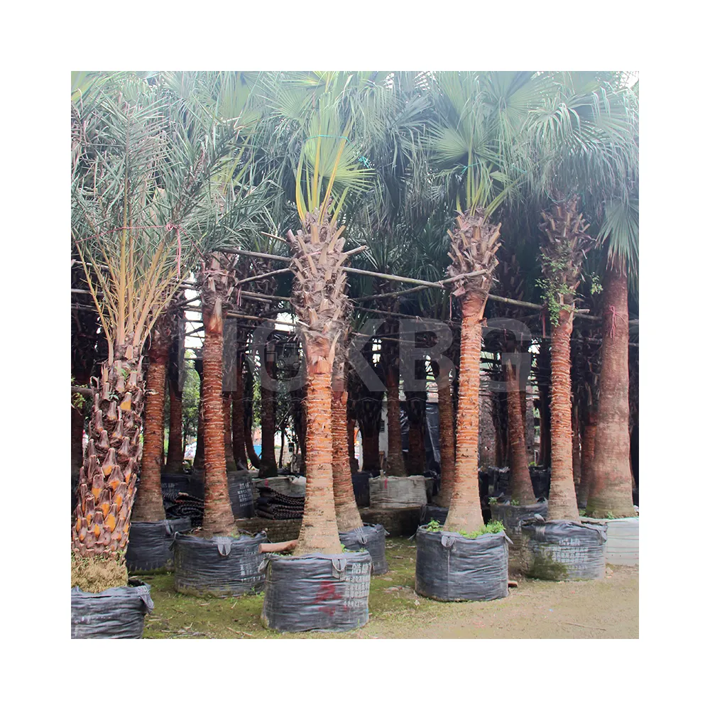 HOKBG wholesale nursery bags Eco friendly Polypropylene woven fabric plant nursery and landscape palm tree grow bag