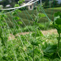 Filet de treillis d'extérieur pour abeilles de jardin Filet de corde de chanvre vert mince pour concombres, tomates et plantes en gros