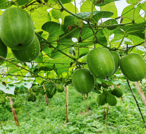 สารสกัดจากผลไม้ธรรมชาติ mogroside V <span class=keywords><strong>siraitia</strong></span> <span class=keywords><strong>grosvenorii</strong></span> 10%-50% - Product Image 3