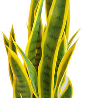 Nouvelle plante artificielle en pot Hupiran transfrontalière - Origine Chine, différentes tailles pour la décoration de bureau, salon, fenêtre et bureau