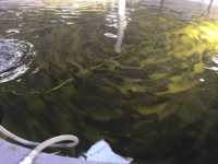 Générateur d'ozone industriel refroidi par air pour la traitement de l'eau et le système d'oxydation en aquaculture piscicole