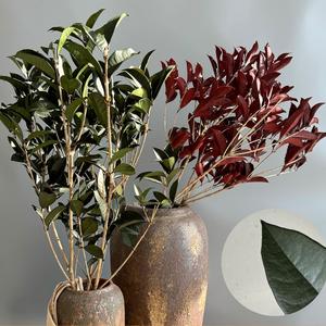 10 pièces couronnes de <span class=keywords><strong>laurier</strong></span> séchées naturelles pour les graduations séchées pour toujours conservées plantes vertes stabilisées tige <span class=keywords><strong>fleur</strong></span> d'osmanthus - Product Image 5