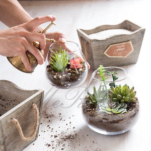 Ronde Glazen Plant Tafelblad Terrarium Sappige Lucht Plant Planter Viskom Milieuvriendelijk - Product Image 5