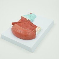 Modelo anatómico agrandado de los músculos de la lengua oral para la enseñanza oral en la Universidad Médica Producto de ciencia médica