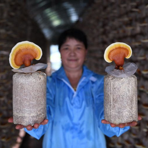 99% tường phá vỡ tỷ lệ 99% Ganoderma lucidum bào tử bột hạt giống thực phẩm lớp Nấm Linh Chi chiết xuất trống thực phẩm sức khỏe 2 năm - Product Image 1