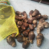 Ekspor Taro Segar dari Tiongkok, Makanan Sehat Mentah