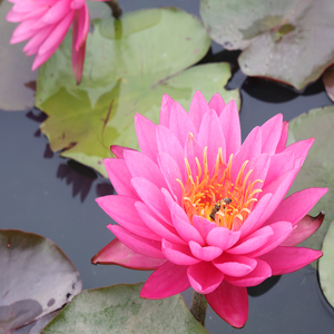 Nymphaea 'Zi Li' - Une <span class=keywords><strong>plante</strong></span> aquatique adaptée aux bassins de jardin et aux serres - Nénuphar 'Zi Li' - Product Image 3