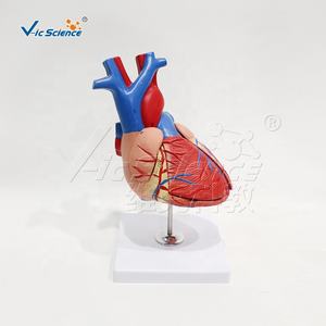 Corazón en 4 piezas, modelo de equipo médico, ciencia médica, modelo anatómico de Pvc, órgano humano, modelo de corazón de anatomía desmontable - Product Image 4