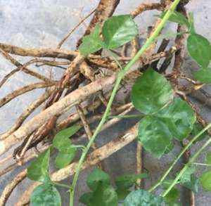 San ye wu jia Новый Дикий сухой трехслойный корень акантопанакса для травы - Product Image 2