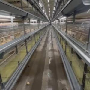 Jaula de cría de pollos de acero tipo H nueva y usada para jaulas de animales de <span class=keywords><strong>pollitos</strong></span> de 1 día para uso en granjas avícolas - Product Image 6