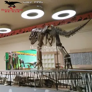 Theme Park Realistic Dinosaur Fossil Replica Full Size Dinosaur Skeleton