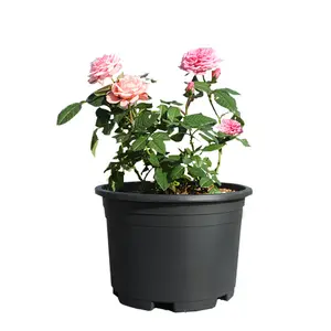 Vaso de flores gal engrossado resina plástica preto lua temporada hortênsia controle respirável raiz casa varanda