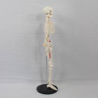 Modelo de Esqueleto Humano SCIEDU de 85 cm con Puntos de Inserción Muscular en un Lado, Discos Intervertebrales, Nervios, Modelo Anatómico para Enseñanza