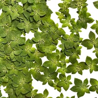 Daun Emas Kering Bunga Tekan - Spesimen Botani Alami Tanpa Pewarna untuk Perlengkapan Seni Kuku Kecantikan Kerajinan Resin Vakum