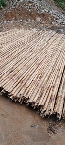 Estacas de Bambú Duraderas para Agricultura, Soporte para Plantas de Granja, Cañas de Bambú Secas Naturales de 20 mm - Product Image 2